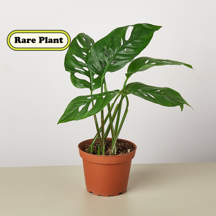 Monstera Adansonii &