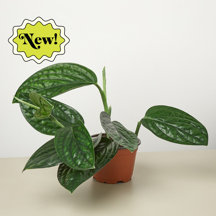Monstera &