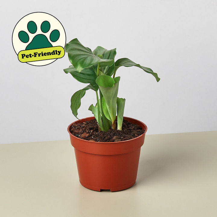 Calathea &