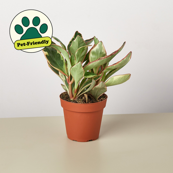 Peperomia &