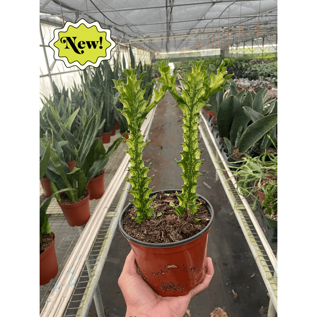 Euphorbia &