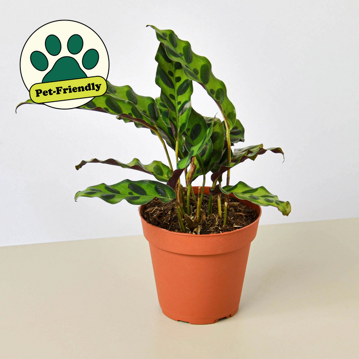 Calathea Lancifolia &