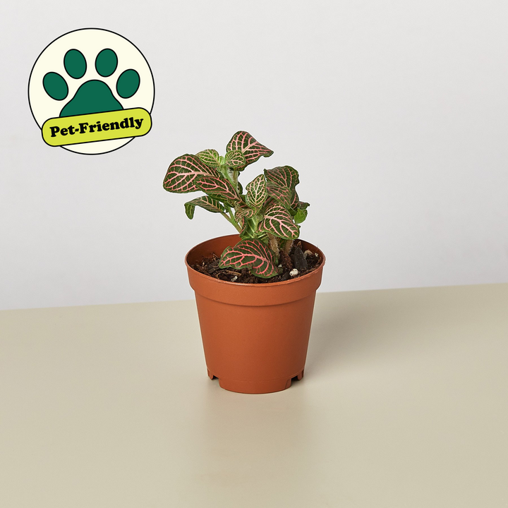 Fittonia &