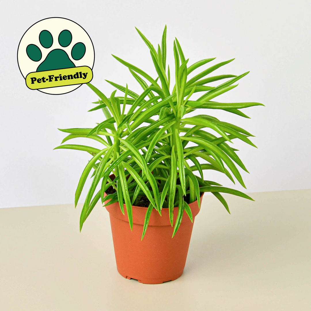 Peperomia &