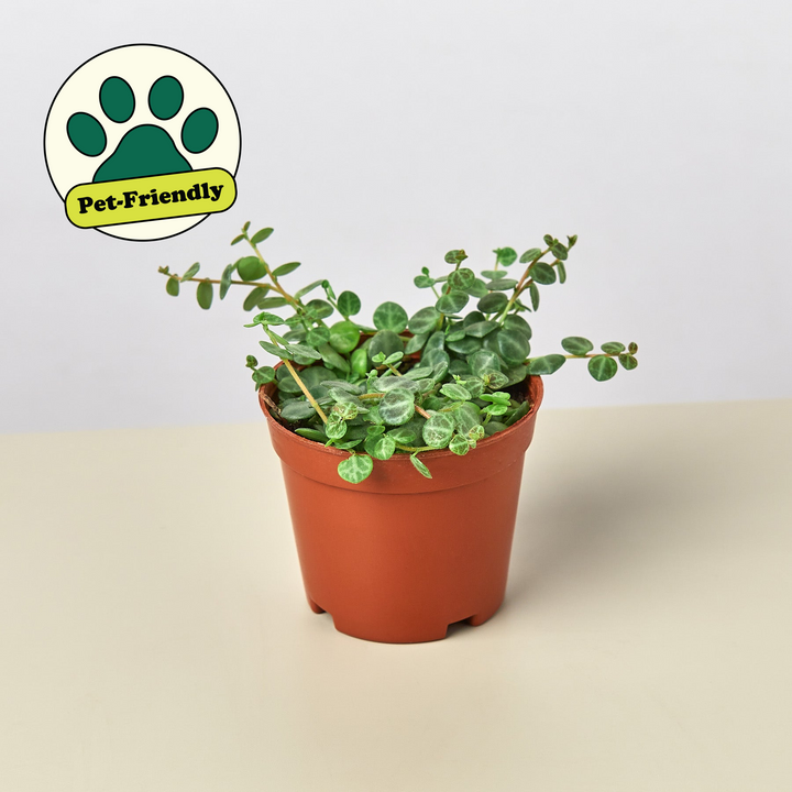 Peperomia Prostrata &