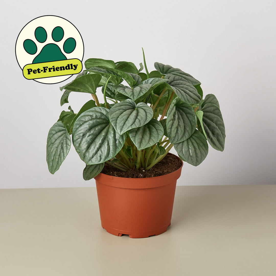 Peperomia &