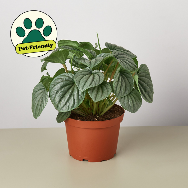 Peperomia &