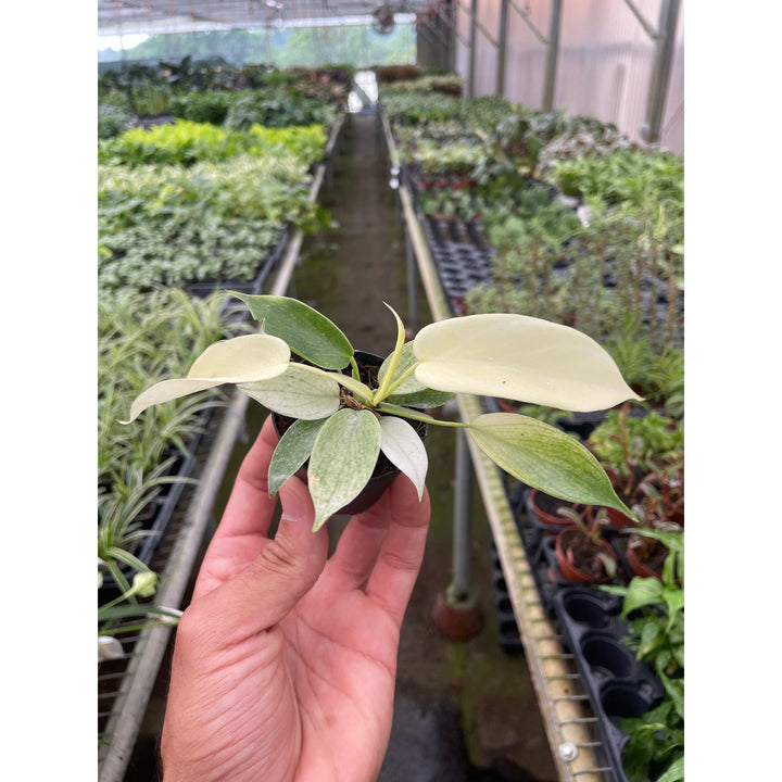 Philodendron &