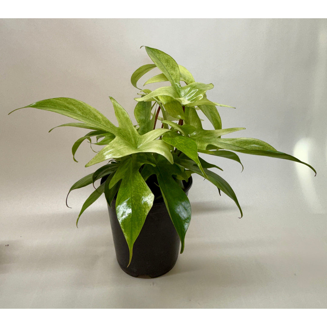 Philodendron &