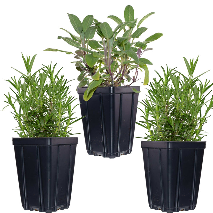 Assorted kitchen herb plants in black pots, perfect for home cooking and fresh flavor enhancement