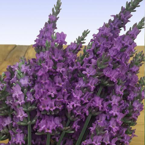 Live Sensational Lavender Plant (Lavandula × intermedia)