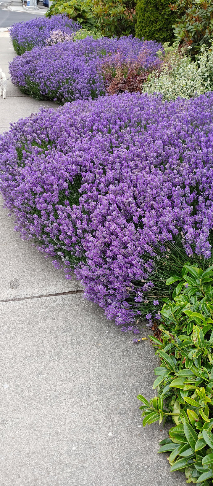Live Munstead Lavender Plant (Lavandula angustifolia)