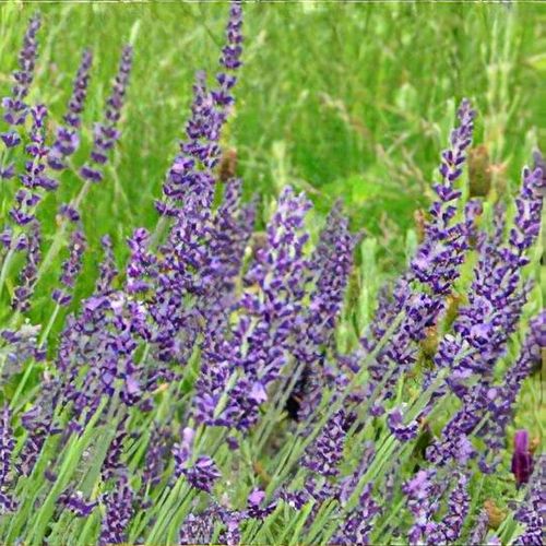 Live Maillette Lavender Plant (Lavandula angustifolia)