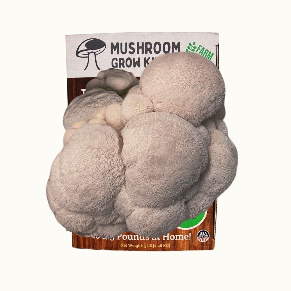 3 Pack - Lion&