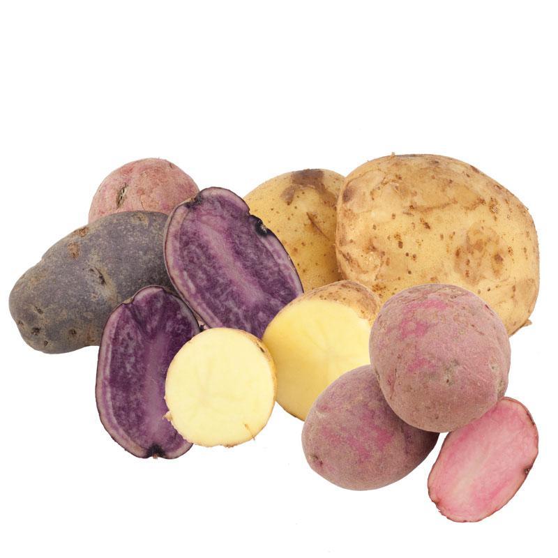 Organic Rainbow Mix Seed Potato (lb)