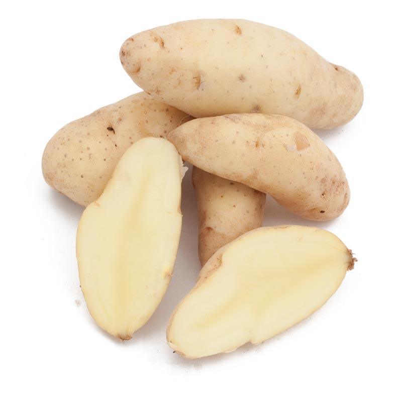Organic Russian Banana Fingerling Seed Potato (lb)