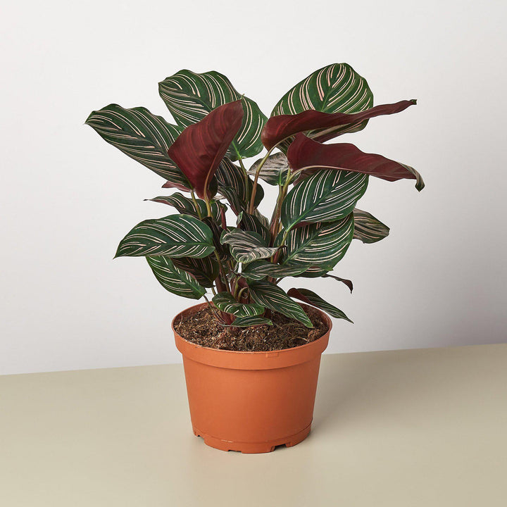 Calathea &