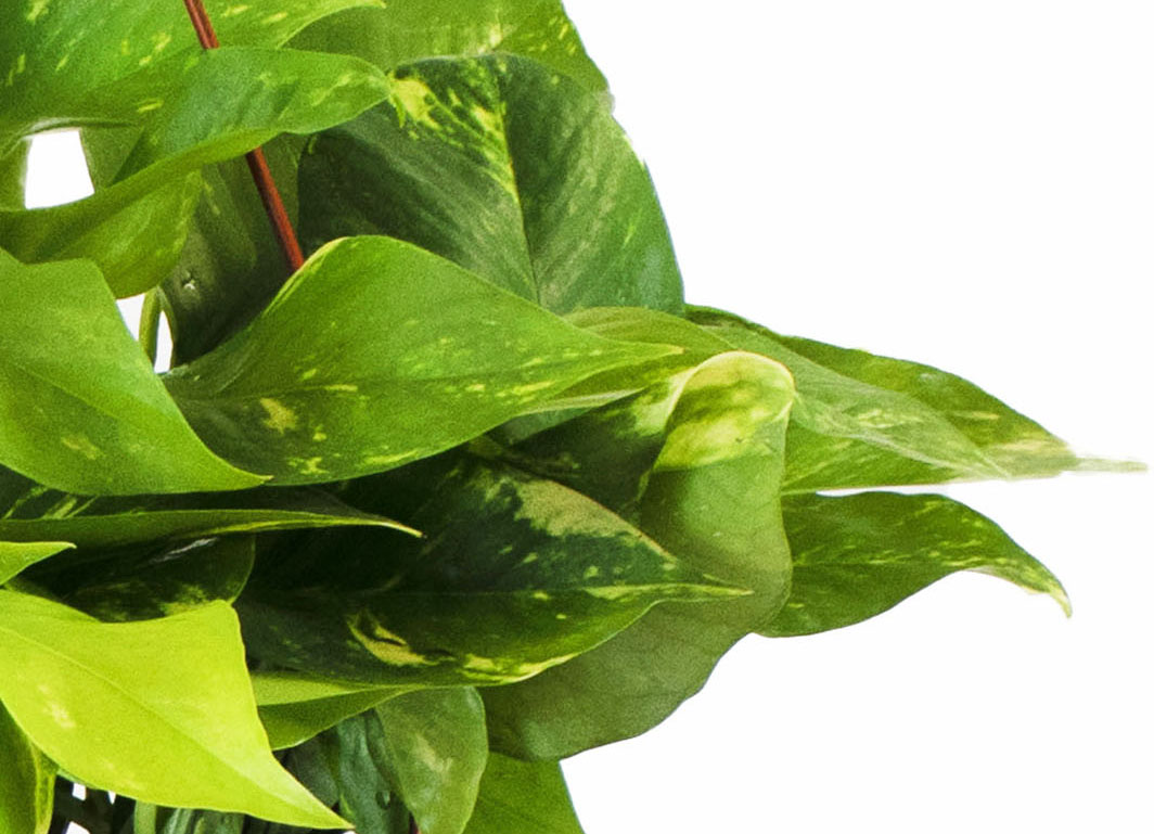 Epipremnum aureum &