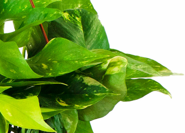 Epipremnum aureum &