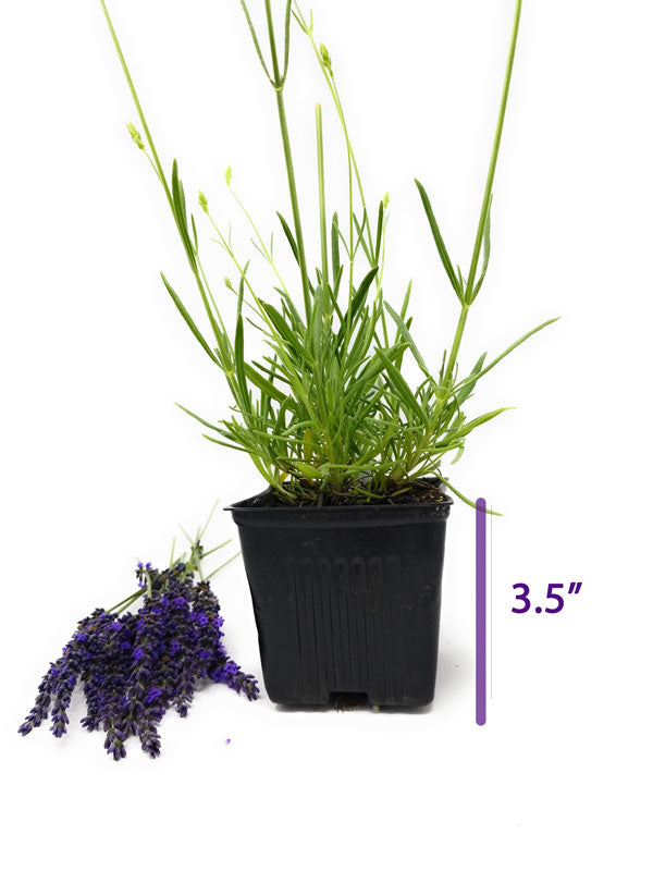Live Phenomenal Lavender Plant (Lavandula × intermedia)