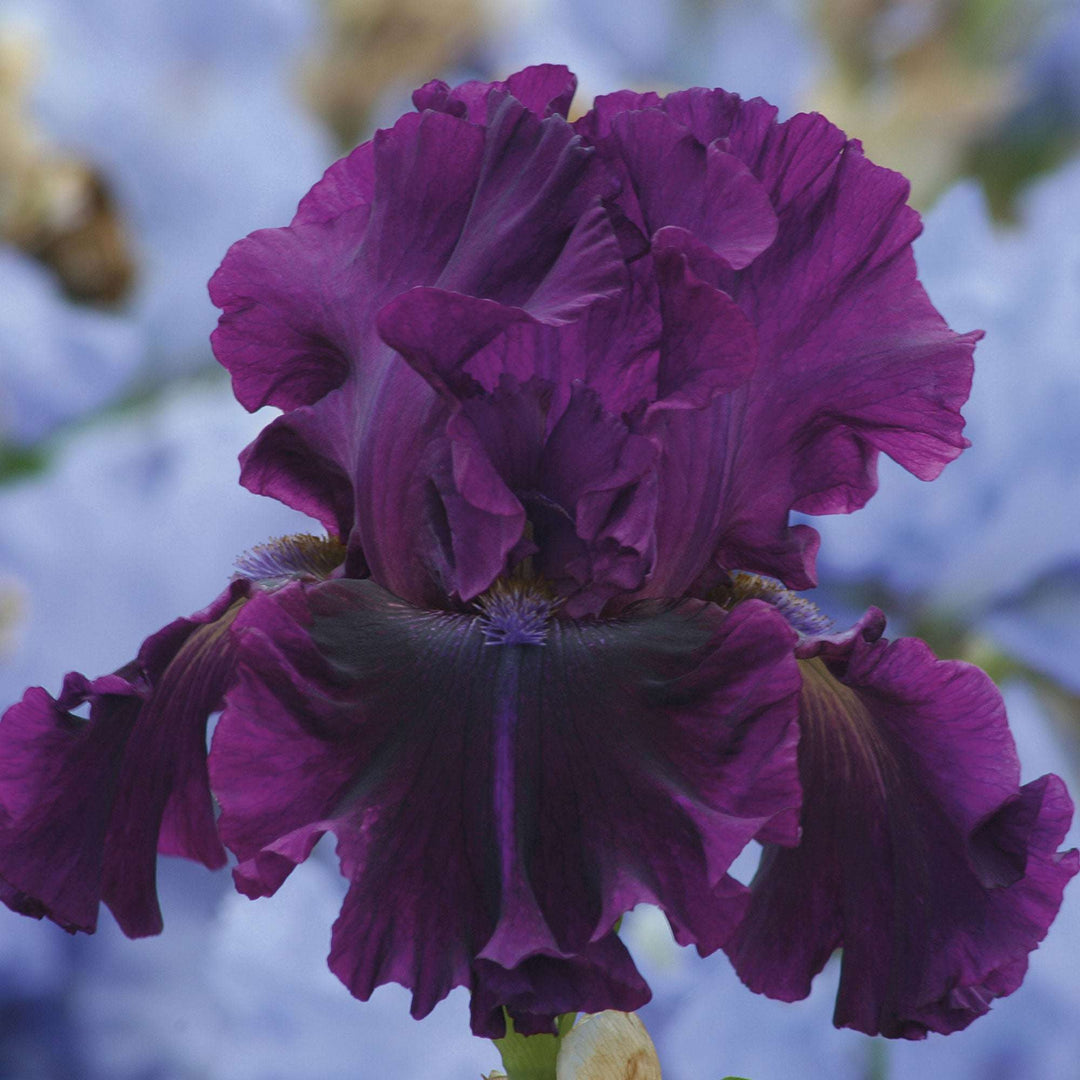 Stunning potted iris plant with rich purple blooms in a vibrant garden setting