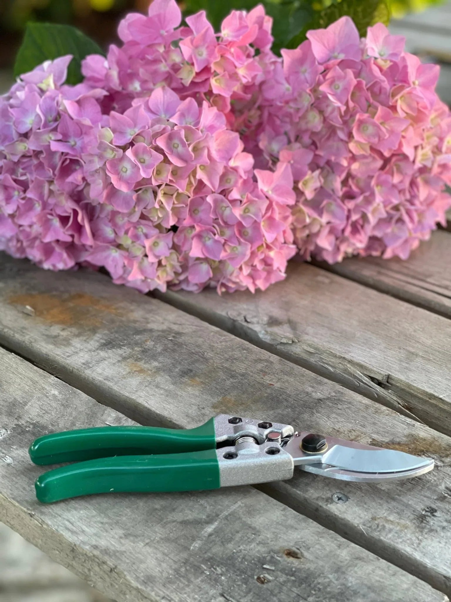 Gardening Gift Box -  Belt, Hori Hori and Pruners