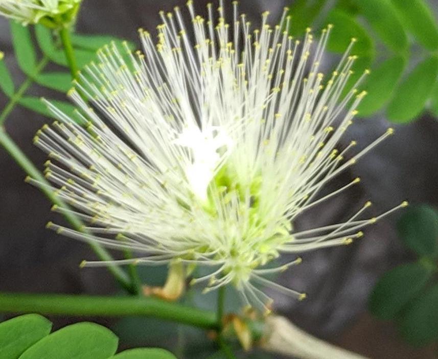 Flowering Brazilian Raintree Bonsai Tree
