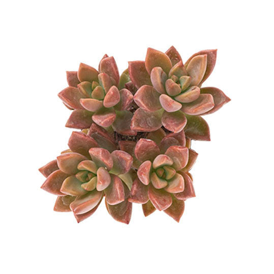 Graptosedum &