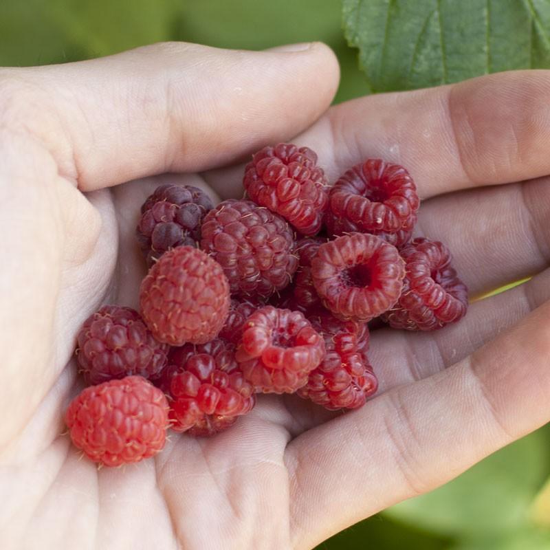 Red Raspberry - Canby (Potted Thornless)
