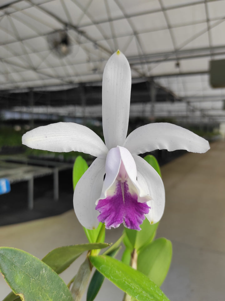 Cattleya intermedia f. coerulea &