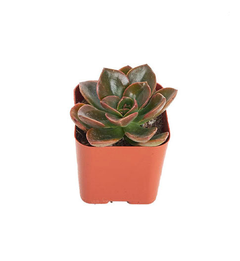 Echeveria &