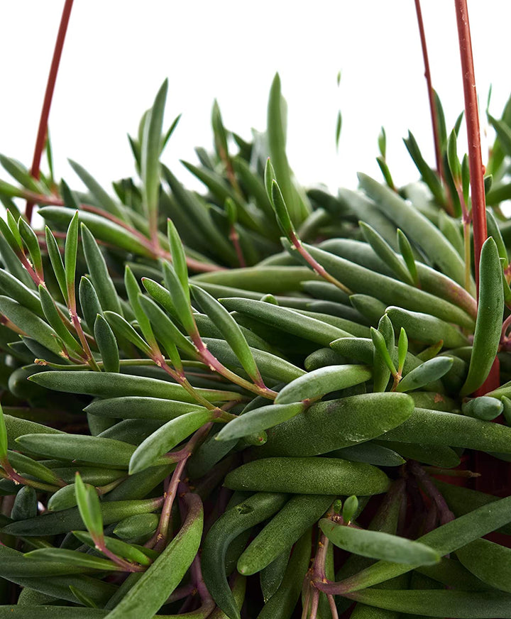 Othonna Capensis &