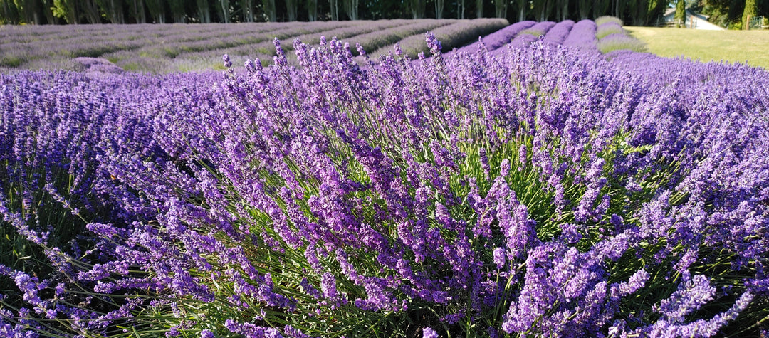 Live Blue Cushion Lavender Plant (Lavandula angustifolia)