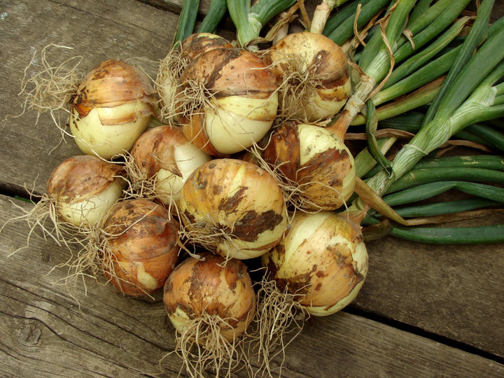 Mixed Red White &amp; Yellow Onion Sets 1 Lb. Non-GMO