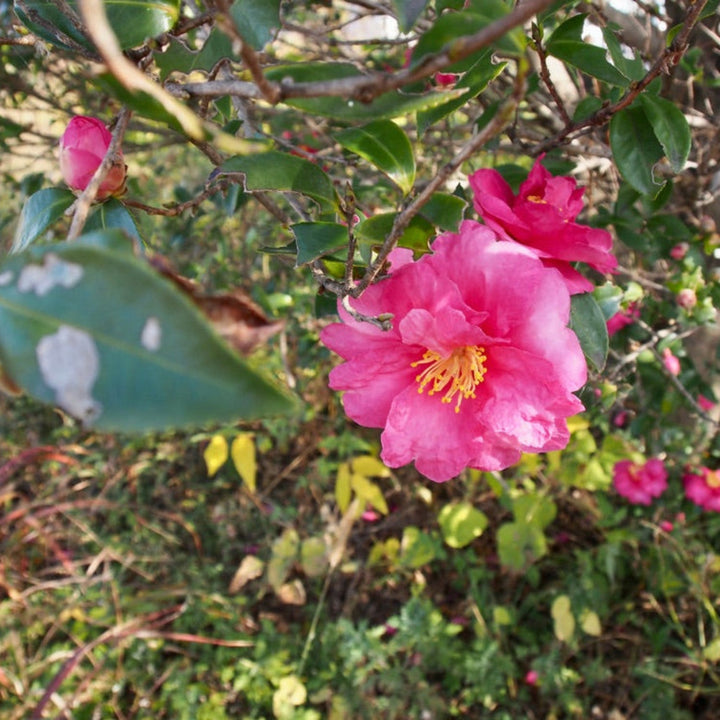 Shishi Gashira Camellia