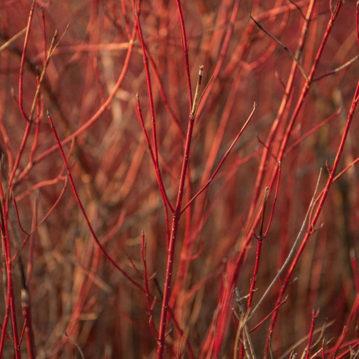 Arctic Fire® Red Twig Dogwood