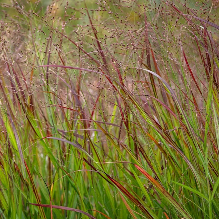 Shenandoah Switch Grass