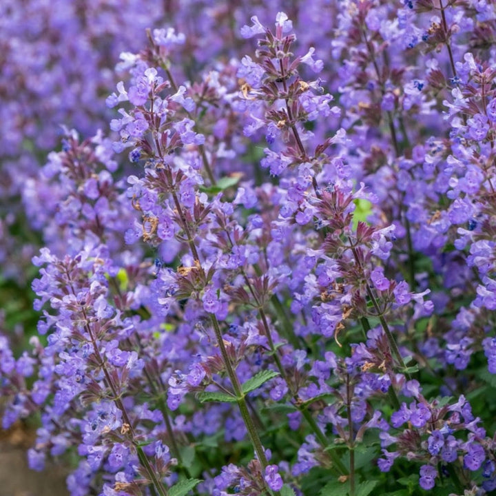 Picture Purrfect Catmint