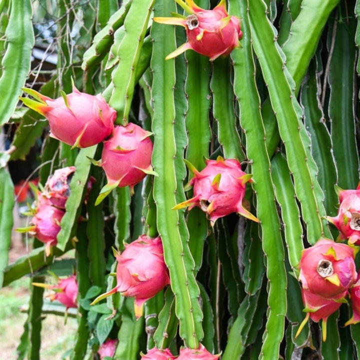 White Dragon Fruit