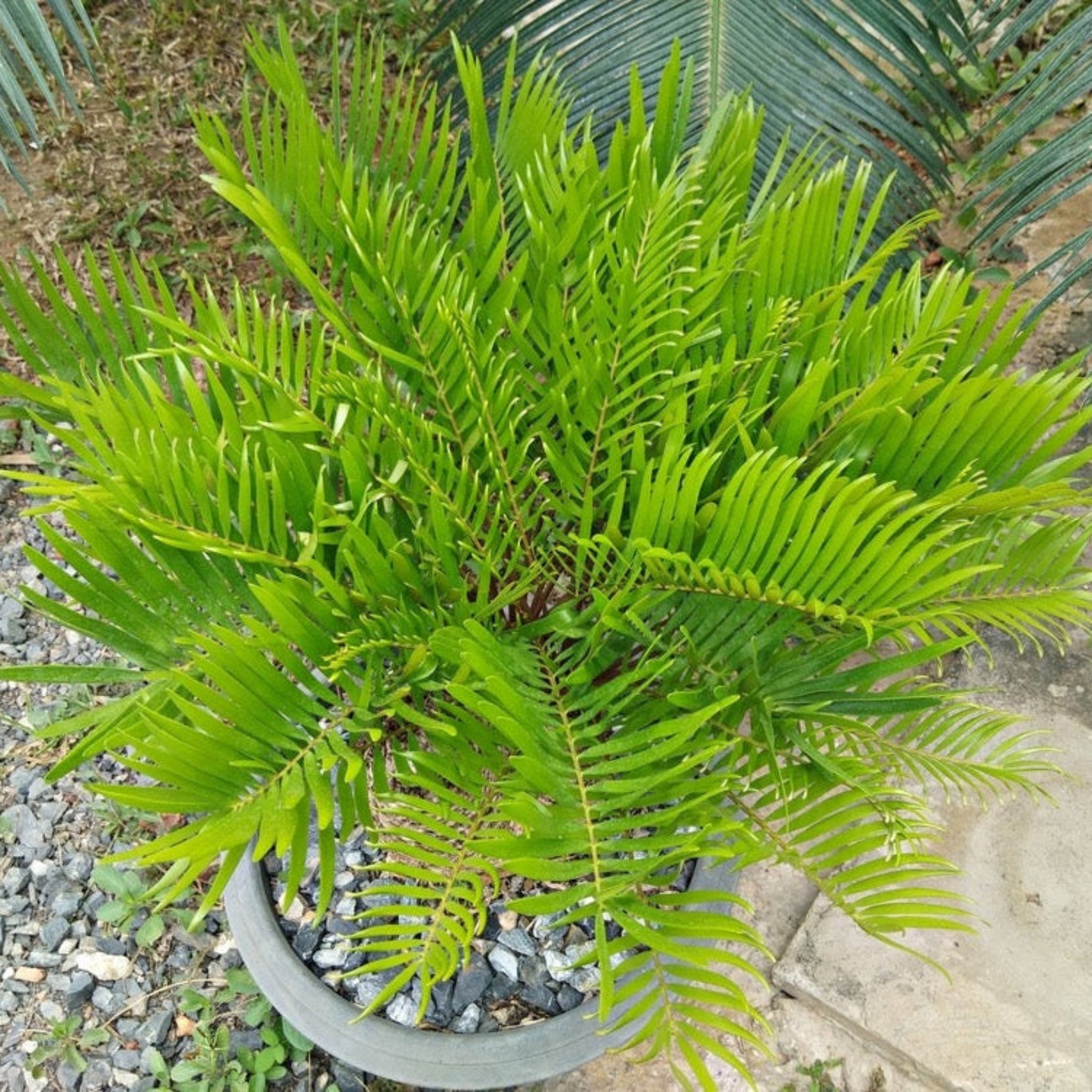 Coontie Palm
