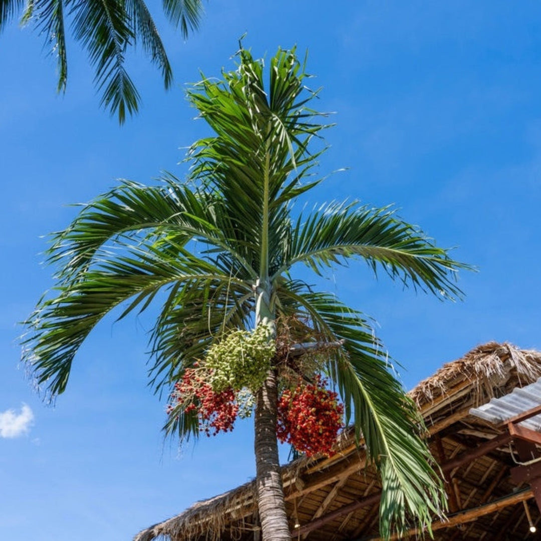 Christmas Palm Tree