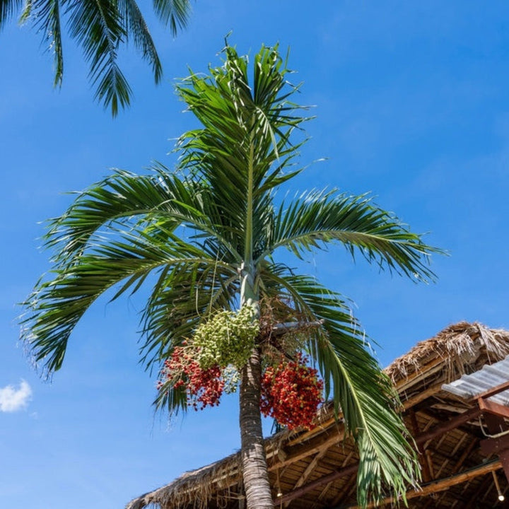 Christmas Palm Tree