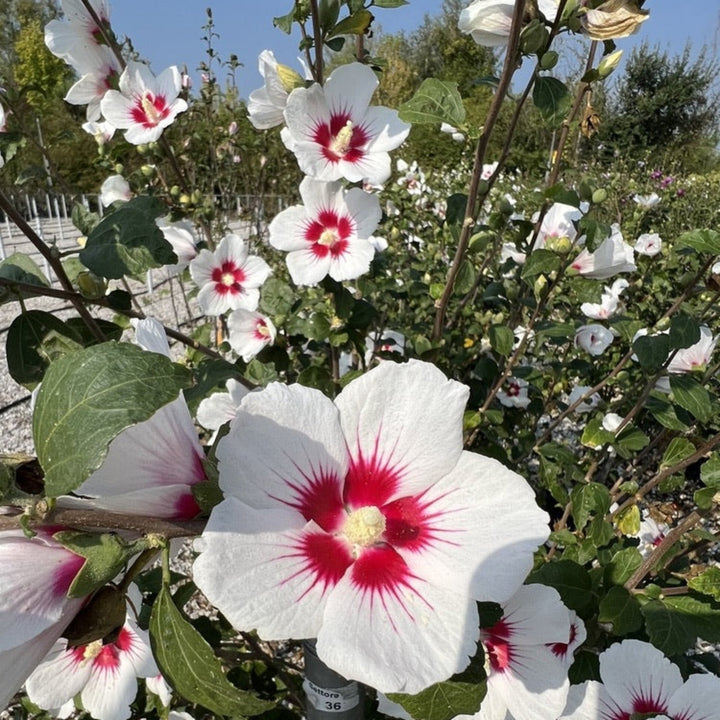 Starblast Chiffon™ Rose of Sharon
