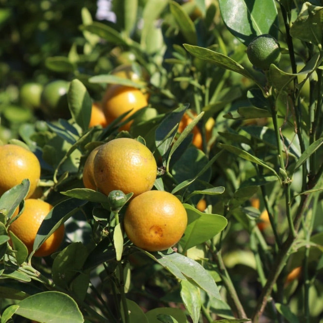 Westin Orange Tree (FL)