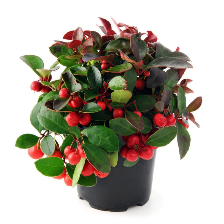 American Wintergreen