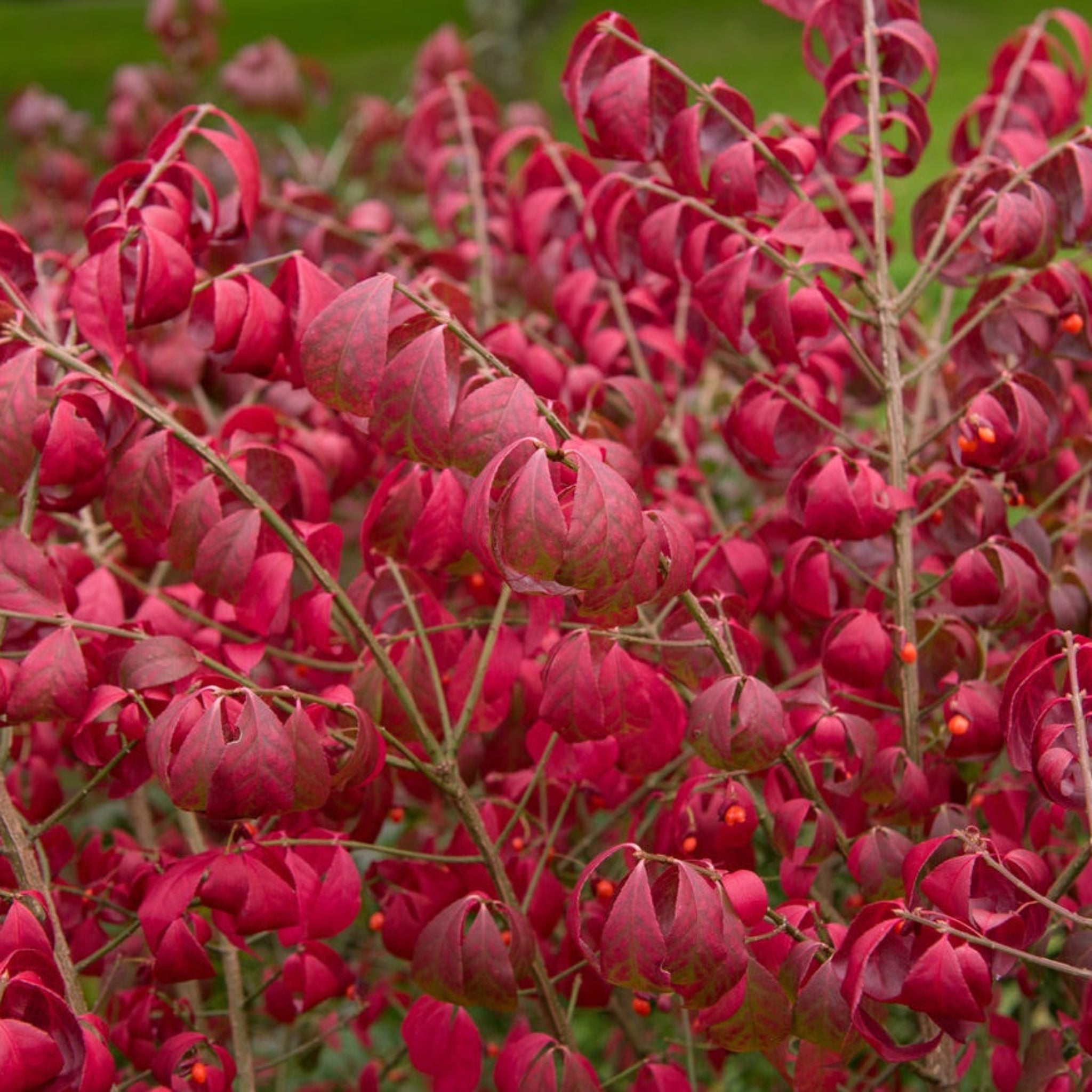 Burning Bush 'Compactus'