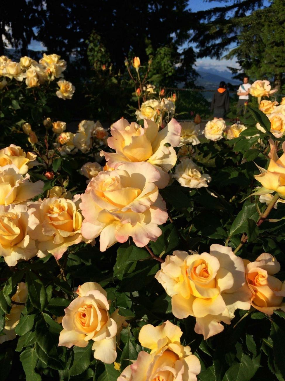 Sunny Sky Rose 1.5 Gallon Container