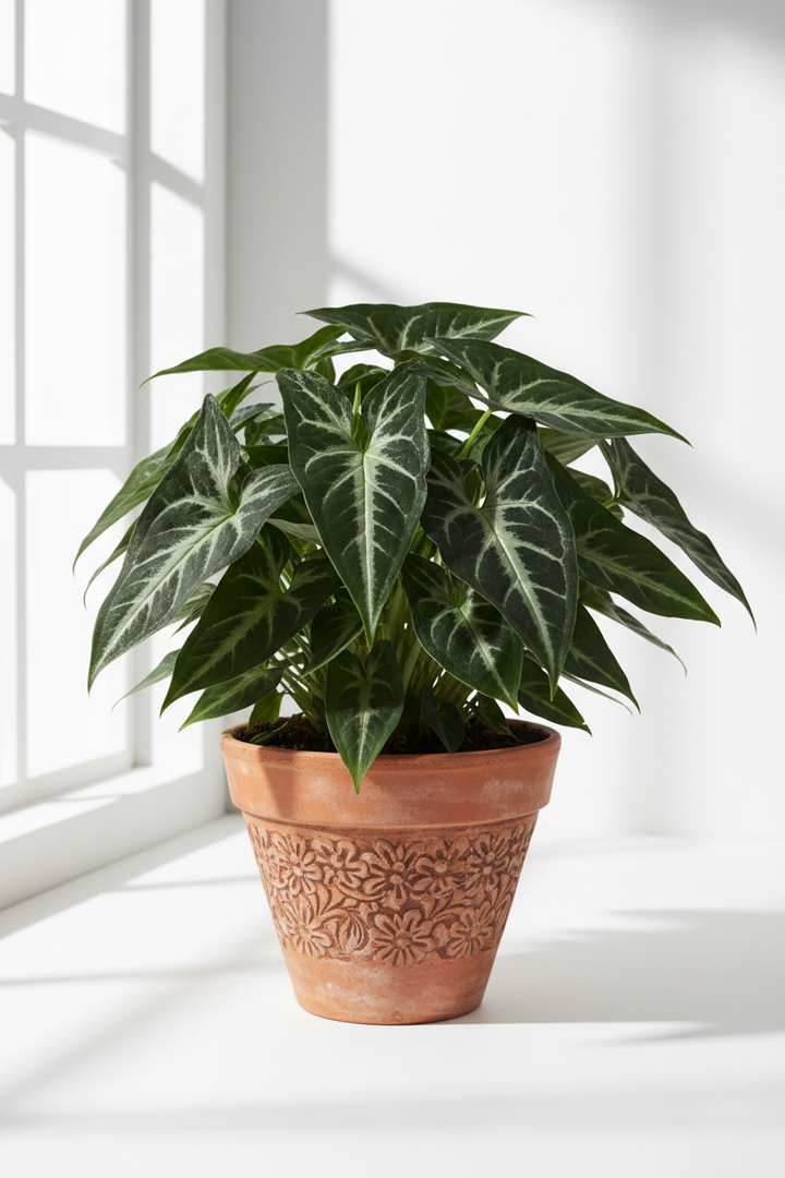 Syngonium wendlandii &
