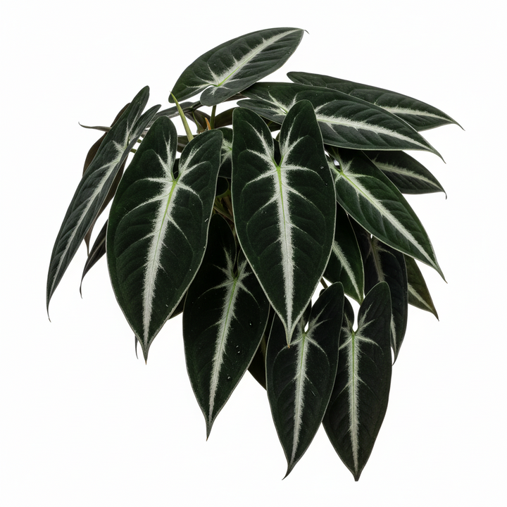 Syngonium wendlandii &