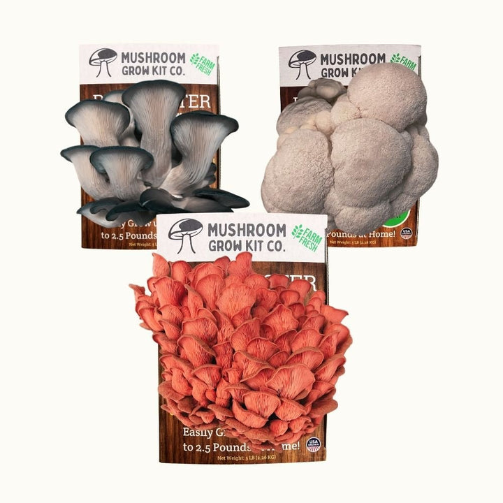 3 Pack - Lion&